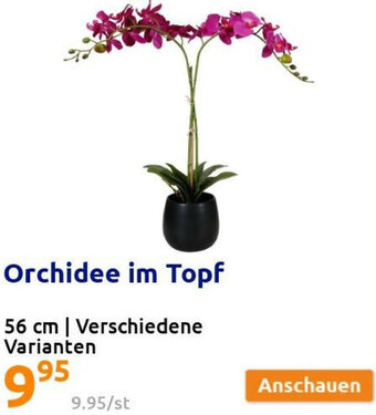 Action Orchidee Im Topf 56 cm Angebot