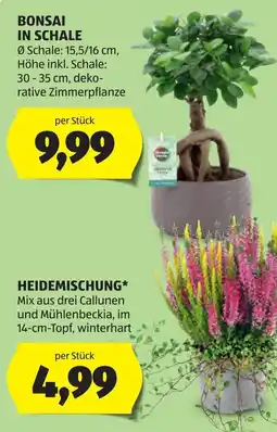 Hofer Bonsai in Schale Angebot