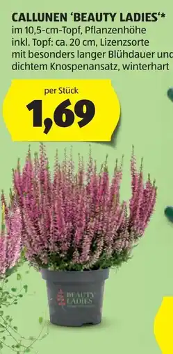 Hofer Callunen 'Beauty Ladies' Angebot