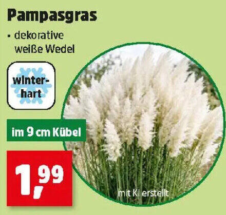Pampasgras Angebot bei Thomas Philipps
