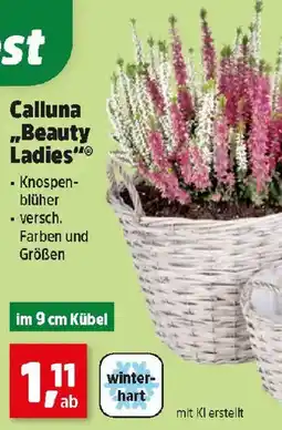 Thomas Philipps Calluna "Beauty Ladies" Angebot