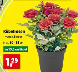 Thomas Philipps Kübelrosen Angebot
