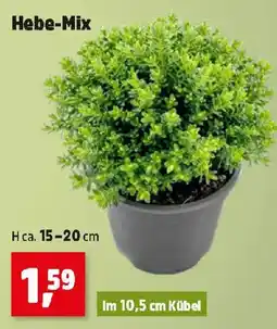 Thomas Philipps Hebe-Mix Angebot