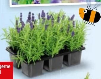 Hofer Lavendel Angebot