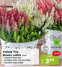 Salzburger Lagerhaus Calluna Trio Beauty Ladies Angebot