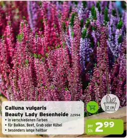 Salzburger Lagerhaus Calluna vulgaris Beauty Lady Besenheide Angebot