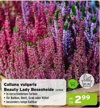 Salzburger Lagerhaus Calluna vulgaris Beauty Lady Besenheide Angebot