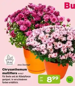Salzburger Lagerhaus Chrysanthemum multiflora Angebot