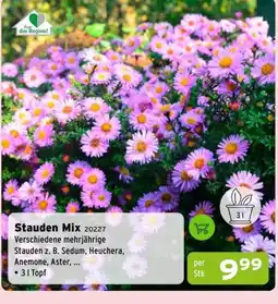 Salzburger Lagerhaus Stauden Mix 20227 Angebot
