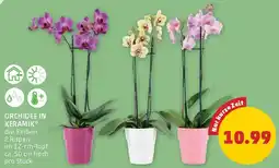 PENNY Orchidee in keramik Angebot