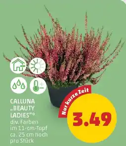 PENNY Calluna "Beauty Ladies" Angebot