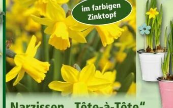 Norma Narzissen Tête à Tête Angebot
