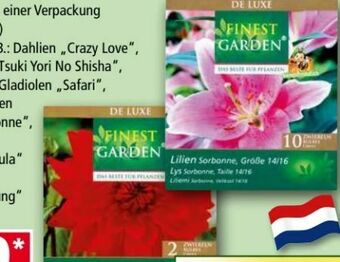 Norma Exklusive Frühjahrsblumenzwiebeln De Luxe Angebot