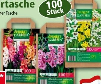 Norma Blumenzwiebeln Angebot