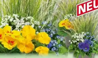 Norma Crazzi Cube Spring Mix Angebot