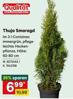 Lagerhaus Thuja Smaragd Angebot