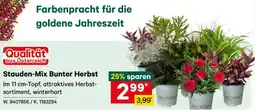 Lagerhaus Stauden-Mix Bunter Herbst Angebot
