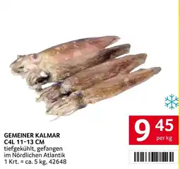 Transgourmet Gemeiner Kalmar Angebot