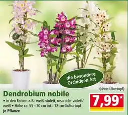 Norma Dendrobium nobile Angebot