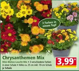 Norma Chrysanthemen Mix Angebot