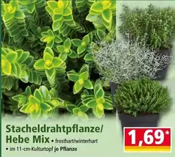 Norma Stacheldrahtpflanze/Hebe Mix Angebot