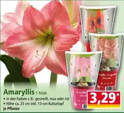Norma Amaryllis 1 Trieb Angebot