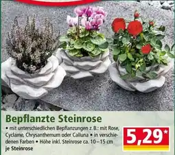 Norma Bepflanzte Steinrose Angebot