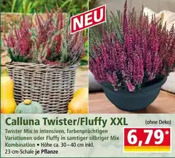 Norma Calluna Twister/Fluffy XXL Angebot