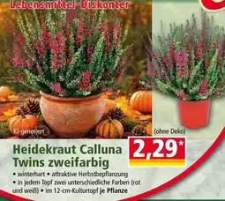 Norma Heidekraut Calluna Twins zweifarbig Angebot