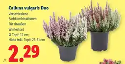 Lidl Calluna vulgaris Duo Angebot