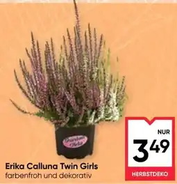 Maximarkt Erika Calluna Twin Girls Angebot