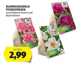 Hofer Blumenzwiebeln Pfingstrosen Angebot