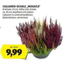 Hofer Callunen-Schale „Mosaica“ Angebot