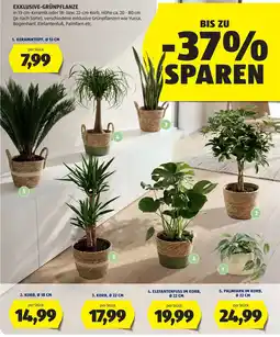 Hofer Exklusive-Grünpflanze Angebot