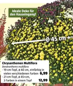 Bauhaus Chrysanthemen Multiflora Angebot