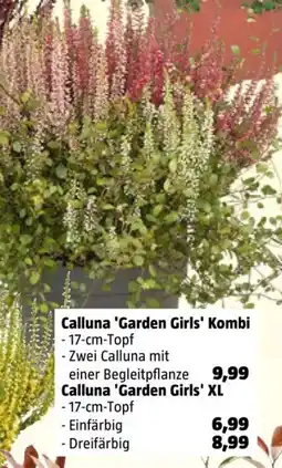 Bauhaus Calluna 'Garden Girls' XL Angebot