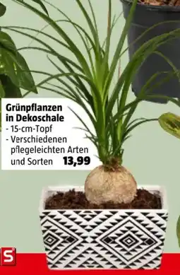 Bauhaus Grünpflanzen in Dekoschale Angebot