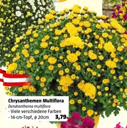 Bauhaus Chrysanthemen Multiflora Angebot