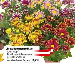 Bauhaus Chrysanthemen Indicum Angebot