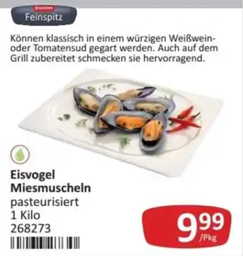 Eisvogel Miesmuscheln