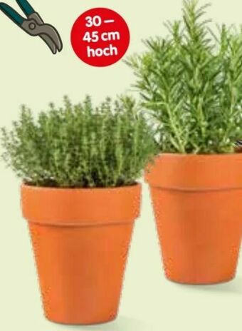 Interspar Italienische Kräuter Angebot