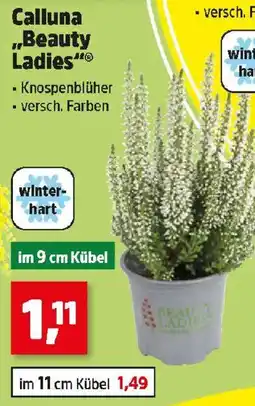Thomas Philipps Calluna "Beauty Ladies" Angebot