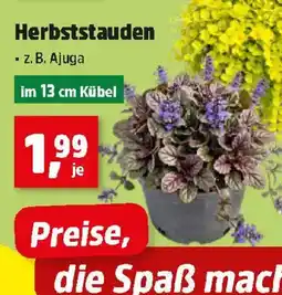 Thomas Philipps Herbststauden z.B. Ajuga Angebot
