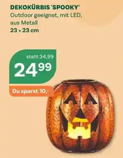 Bellaflora Dekokürbis 'Spooky' Angebot