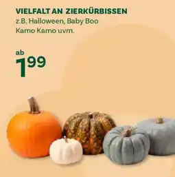 Bellaflora Zierkürbisse Angebot