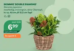 Bellaflora Skimmie 'Double Diamond' Angebot