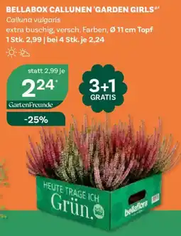 Bellaflora Bellabox Callunen 'Garden Girls' Angebot