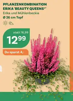 Bellaflora Pflanzenkombination Erika 'Beauty Queens' Angebot