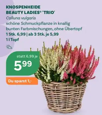 Knospenheide Beauty Ladies® 'Trio'