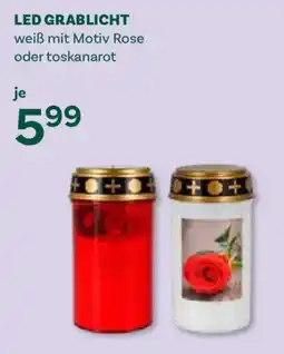 Bellaflora LED Grablicht Angebot